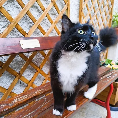 Le Terrazze ベッド・アンド・ブレックファスト 3*